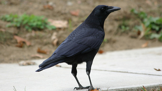 Crows Are Even Smarter Than We Thought Possible